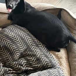 Raven - Dachshund