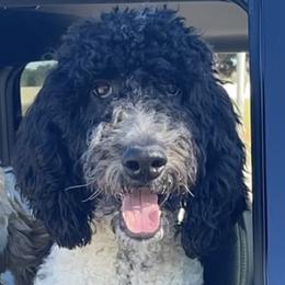 Max - Goldendoodle