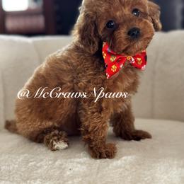 Cavapoo and Maltipoo Puppies from McCraws N Paws
