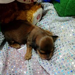 Dachshund Puppies from CLARK'S BREEDING PROGRAM