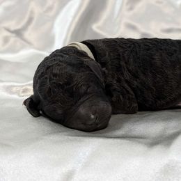 Linen - Poodle puppy from Ghibli Poodles
