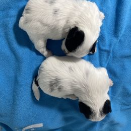 Assorted Doodle Crosses, Double Doodle, Maltipoo, Morkie, and Yorkipoo Puppies from Danza Bolo