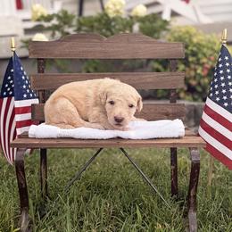 George - Cream male Goldendoodle puppy in Nashville, Tennessee from Hilton Doodles