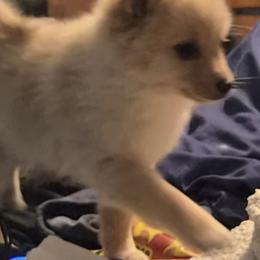 Pomsky Puppies from Bobbie Shurtz