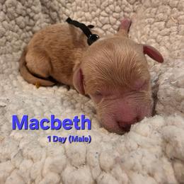 Macbeth - Cream male Labradoodle puppy in Genoa City, Wisconsin from Sakura Pups