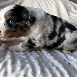 Lou - Blue merle female Australian Shepherd puppy in Quaker City, Ohio from Wagon Wheel Aussies and Corgi’s