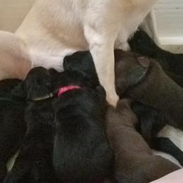 Labrador Retriever Puppies from Copper Creek Outfitters and Kennel