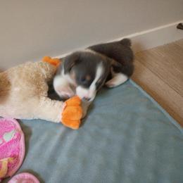 Willow AKC registered - Blue female Pembroke Welsh Corgi puppy in Montgomery County, Tennessee from Anita’s little Corgi Haven