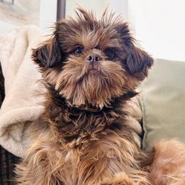 Shih Tzus from Manor Hills Shih Tzus