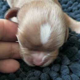 Snickerdoodle - Ruby male Cavalier King Charles Spaniel puppy in Franklin, North Carolina from Cavaliers of the County Macon
