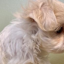 Maltese, Morkies, and Yorkshire Terriers from Cottonwood Maltese