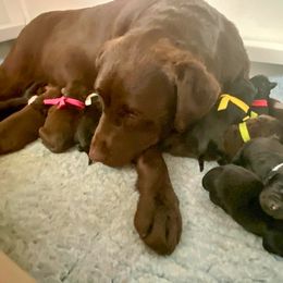 Labrador Retriever Puppies from Lost Woods Labradors