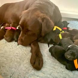 Labrador Retriever Puppies from Lost Woods Labradors