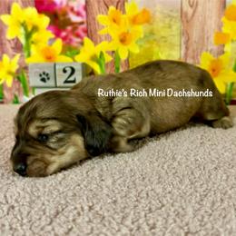 Boy two - Brindle male Dachshund puppy in Lakeland, Florida from Ruthie’s Rich Mini Dachshunds