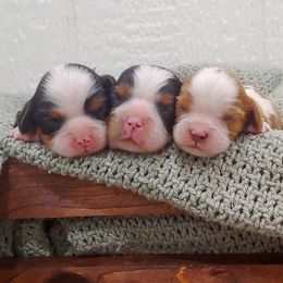 Cavalier King Charles Spaniel Puppies from King of the Hill Cavaliers