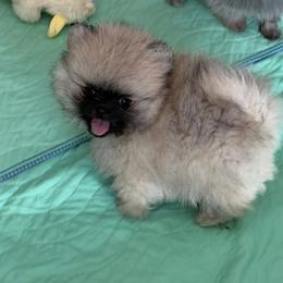 Dean - Wolf sable male Pomeranian puppy in Newport Beach, California from Exotic City Pomeranians and chihuahuas