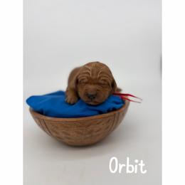 Orbit - Red  male Goldendoodle puppy in Smithfield, Kentucky from KBK9 Kennels