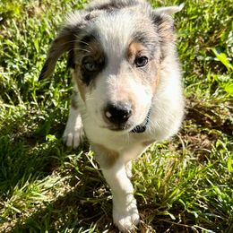 Blue - White and blue merle Border Collie puppy in Rickman, Tennessee from Roaring River Border Collies