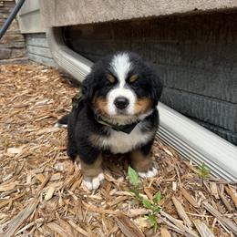 Camo Boy - Black rust and white male Bernese Mountain Dog puppy in Bloomfield, Nebraska from Puppies on the Prairie