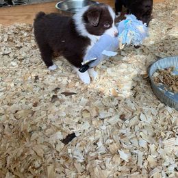 Australian Shepherd Puppies from Double A Aussies