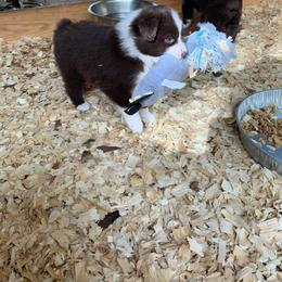 Australian Shepherd Puppies from Double A Aussies
