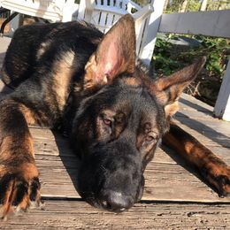 German Shepherds from Von Frohnhoefer German Shepherds