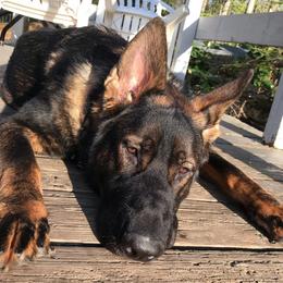 German Shepherds from Von Frohnhoefer German Shepherds