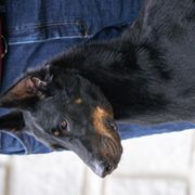 Beaucerons from RiverStyx Beaucerons