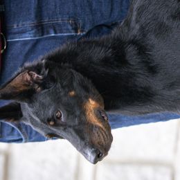 Beaucerons from RiverStyx Beaucerons