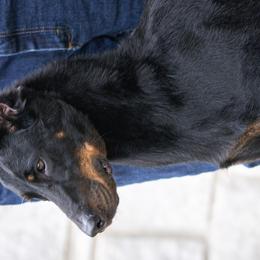 Beaucerons from RiverStyx Beaucerons