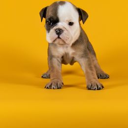 Bulldog Puppies from Darcy Dunn