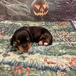 Blk pointed boy - Black and tan male Dachshund puppy in Irving, Texas from DFW Dachshunds by G & S