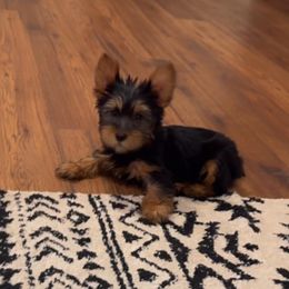 Lucky (green collar) - Black and tan male Yorkshire Terrier puppy in Selden, New York from Alisha's Yorkshire Terriers