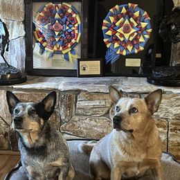 Wager - Australian Cattle Dog