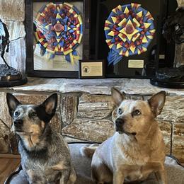 Wager - Australian Cattle Dog