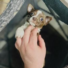 Coco - Chocolate and white female Chihuahua puppy in Alvord, Texas from Gift of Gods Favor