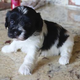 Snickers - Black and white female Havanese puppy in Hamptonville, North Carolina from Alabama Havanese Kennel Tidewater Kennel