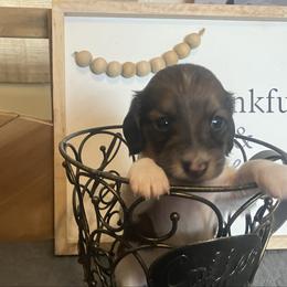 Tristan - Red male Dachshund puppy in Sharon Springs, New York from Show Us The Way Homestead