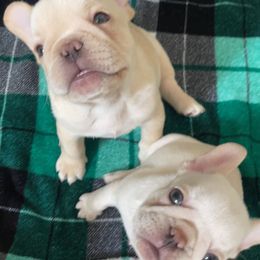 French Bulldog Puppies from MaFrenchiesBadandBoujee