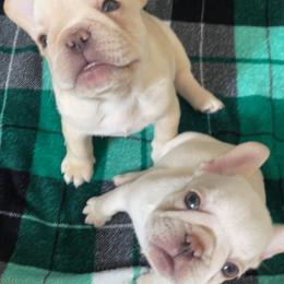 French Bulldog Puppies from MaFrenchiesBadandBoujee