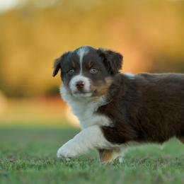 Mimi - Red tri female Miniature Australian Shepherd puppy in Hartman, Arkansas from Southern Edition Aussies