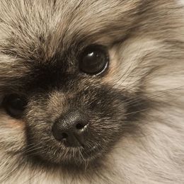 Kya - Pomeranian