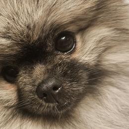 Kya - Pomeranian