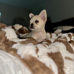 French Bulldog Puppies from Jasmine McMurtry