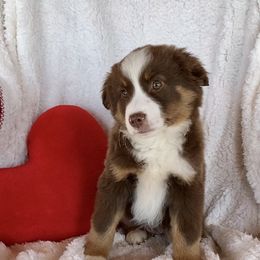 Cedar - Red Miniature Australian Shepherd puppy in Bethel Springs, Tennessee from GoodnYoung Farms