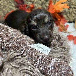 Confection Girl 3 - Chocolate and tan female Dachshund puppy in Bigfork, Minnesota from Dachshunds Up North