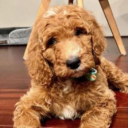 Goldendoodles from Diller Doodle Pups