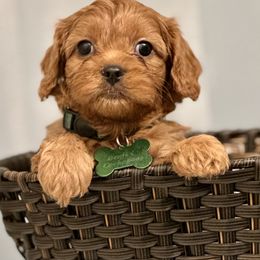 Cavapoo, Cockapoo, and Poodle Puppies from Benji’s Cockapoos