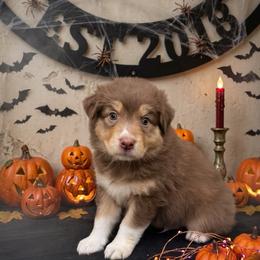 Flame - Red tri-color male Australian Shepherd puppy in Wrightstown, New Jersey from Hartzland Farm Australian Shepherds