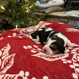 Basset Hound Puppies from Oklahoma Limestone Hounds